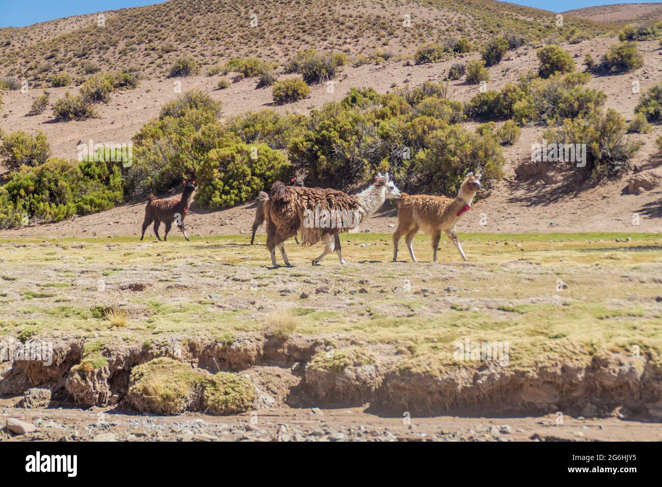 Troupeau de lamas (alpacas) dans la région d'Aguanapampa, à l'Altiplano bolivien Banque D'Images