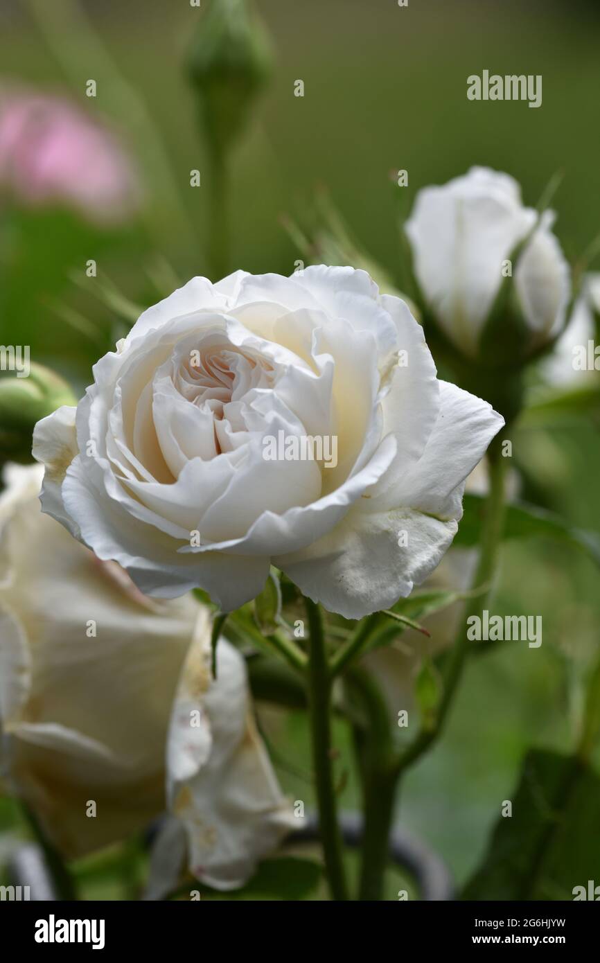 Une belle rose de Chine dans le jardin entouré d'une jolie verdure également connue sous le nom de rose du Bengale - chinoise Banque D'Images