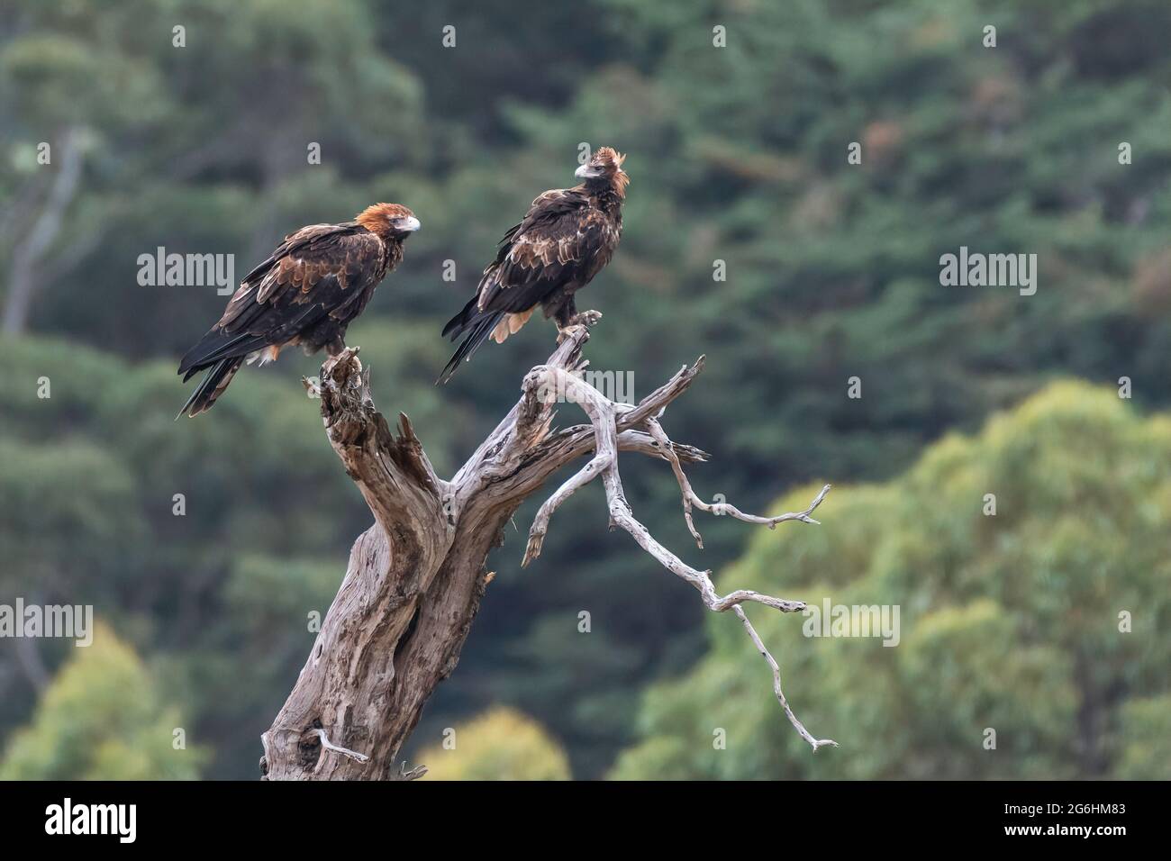 Une paire d'aigles à queue en coin perchés dans un arbre mort Banque D'Images
