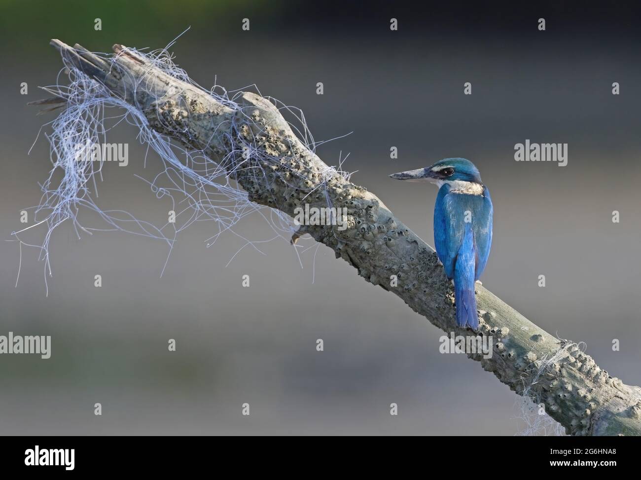 Kingfisher (Todramphus chloris armstrongi) adulte perché sur un bâton de barnacle incrusté de filet de pêche en Thaïlande Fév Banque D'Images