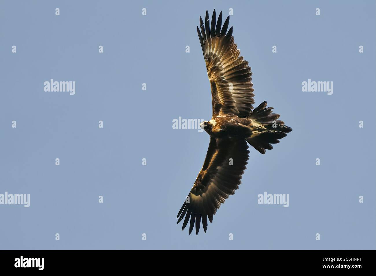 Un aigle immature à queue en vol Banque D'Images
