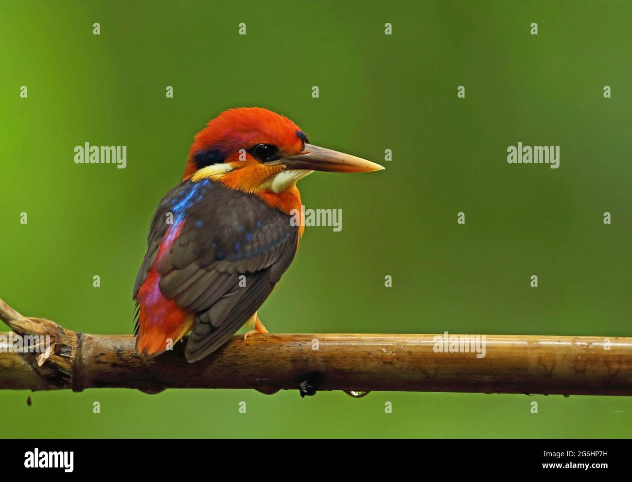 Kingfisher à dos noir (Ceyx erithaca erithaca) adulte perché sur la branche Kaeng Krachan NP, Thaïlande Mai Banque D'Images