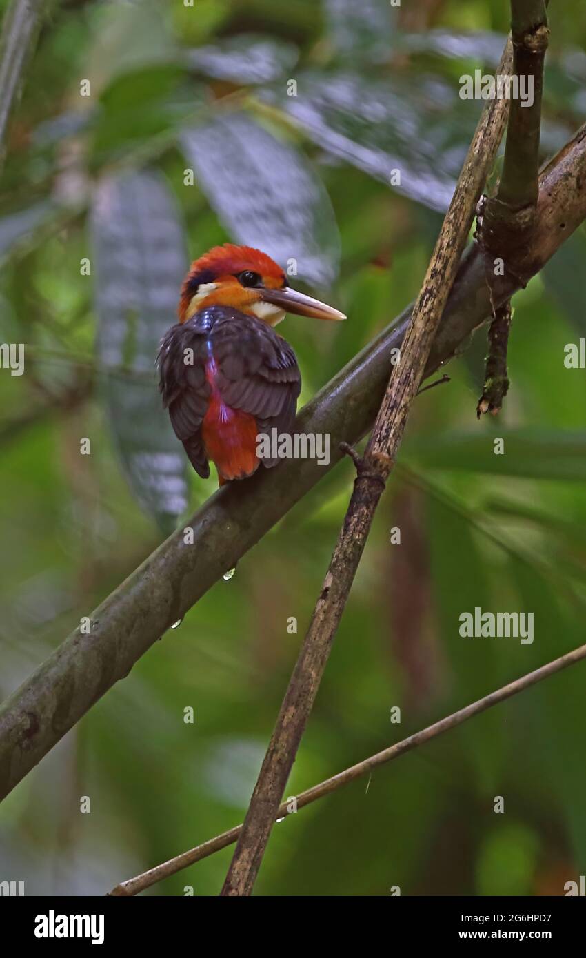 Kingfisher à dos noir (Ceyx erithaca erithaca) adulte perché sur le bambou Kaeng Krachan NP, Thaïlande Mai Banque D'Images