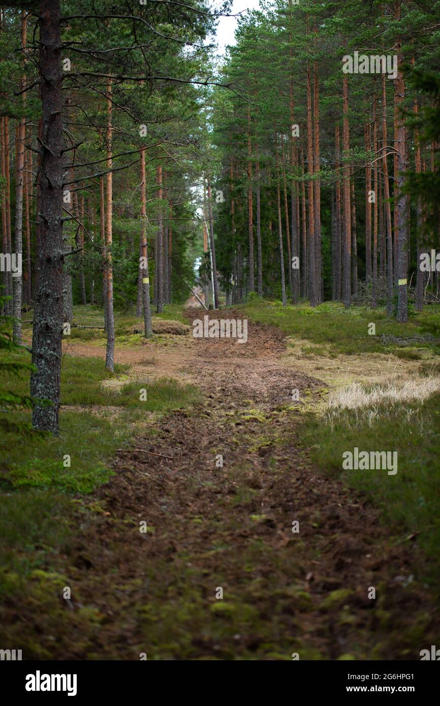 Route de terre labourée traversant la forêt. Banque D'Images