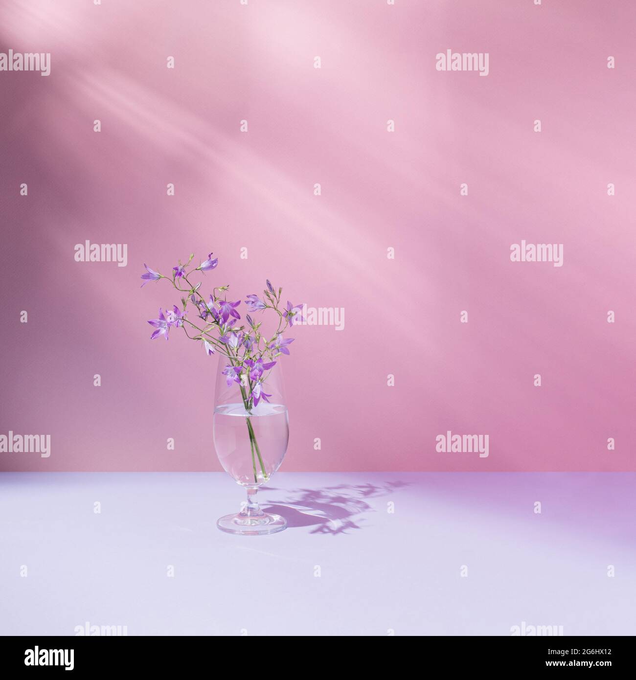 Verre avec liquide transparent et belles fleurs de champ pourpres. Arrière-plan rose vif et pastel. Nature minimale, esthétique. Rayons naturels du soleil et Banque D'Images