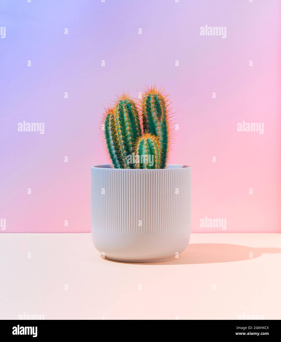 Cactus fluo fluorescent sur fond rose pastel et bleu dégradé. Scène créative minimale. Concept de la nature. Banque D'Images