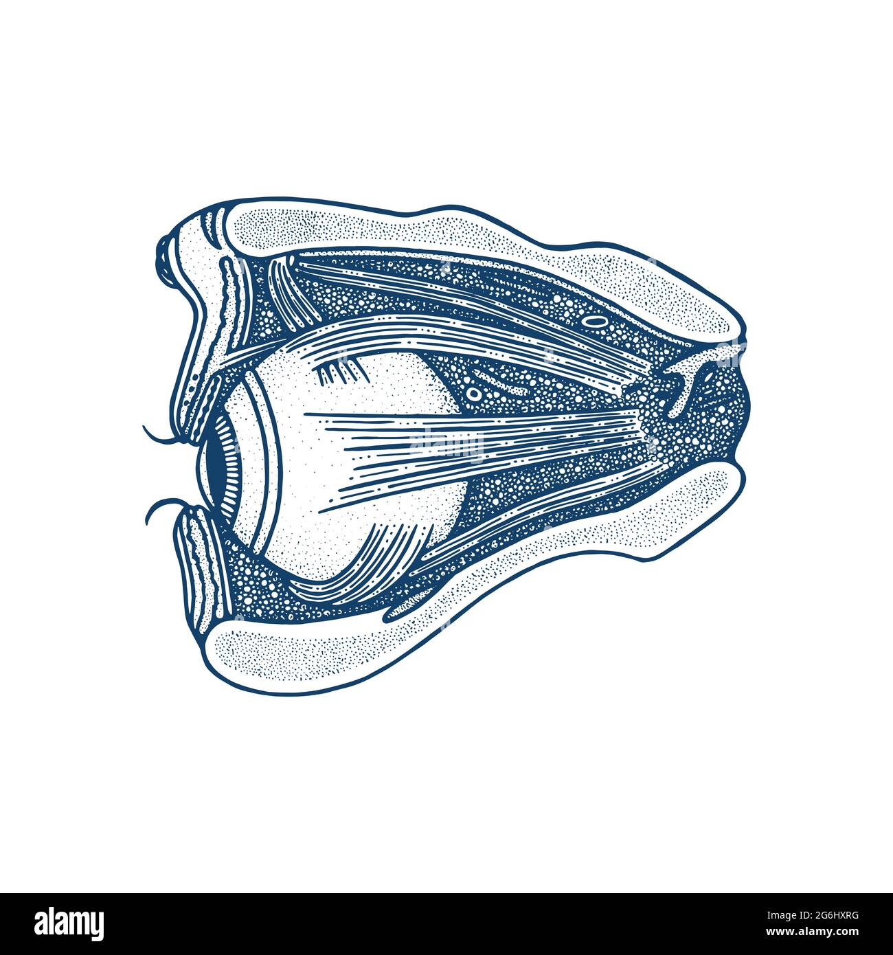 Illustration vectorielle de l'anatomie de l'œil dessinée à la main. Oeil, muscles et crâne coupe transversale vintage gravure style dessin. Pièces internes de l'œil humain. Illustration de Vecteur