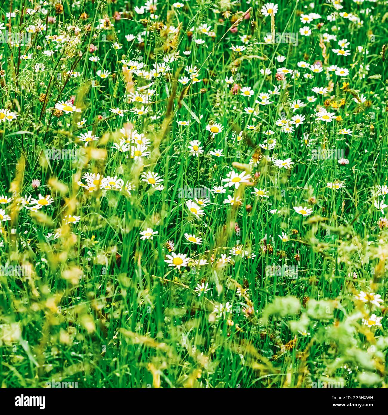 Guirlande en été, herbe verte et fleurs en fleurs, prairie de camomille comme nature de printemps et fond floral, jardin botanique et environnement écologique Banque D'Images