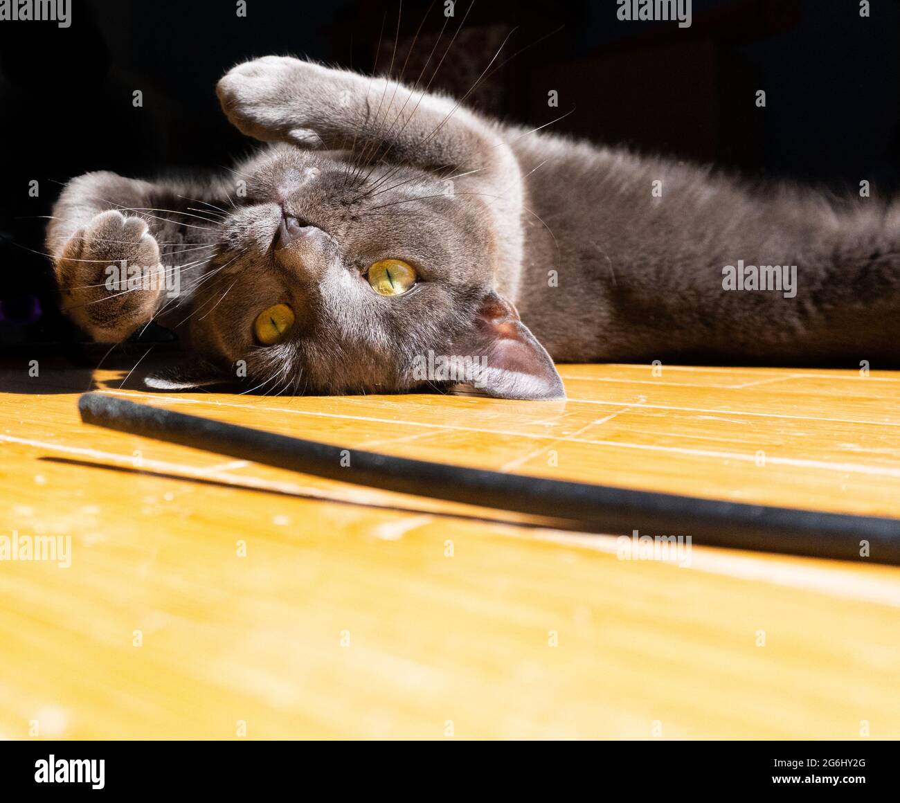 Un chat bleu russe roule sur le dos tout en jouant avec un jouet Banque D'Images