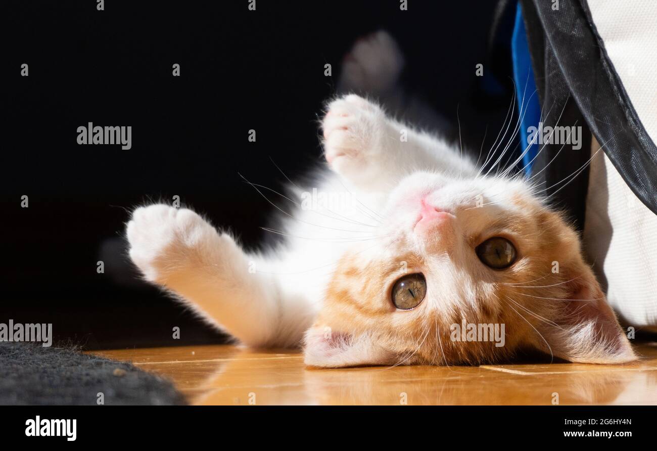 Un chaton au gingembre blanc et orange roule sur le dos et regarde l'appareil photo Banque D'Images