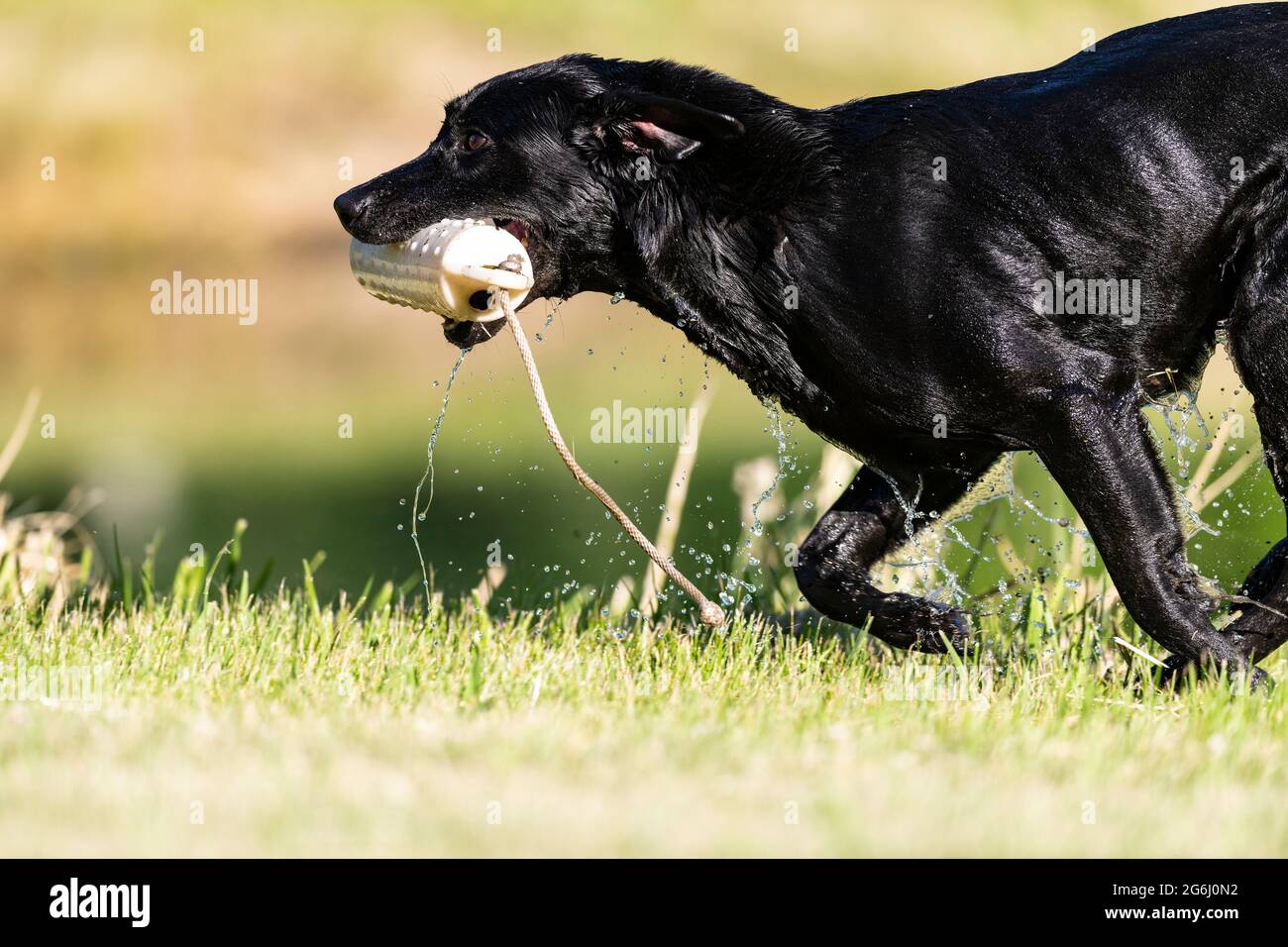 Un entraînement de Black Labrador Retriever lors d'une agréable soirée d'été pour la saison de chasse à venir Banque D'Images