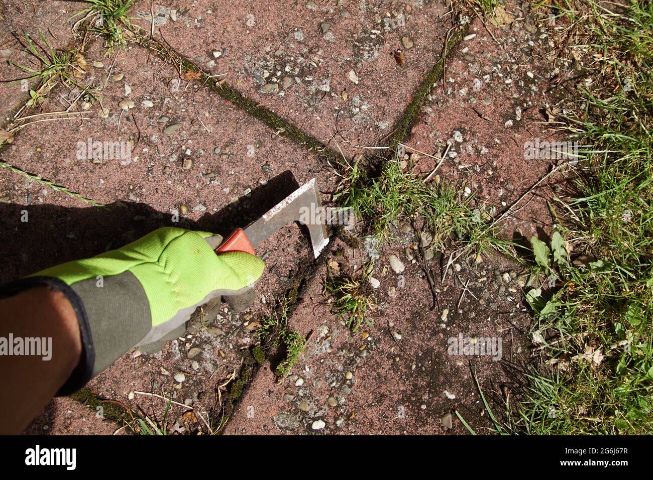 Tenir un grattoir ou un grattoir pour éliminer la mousse et les mauvaises herbes dans les joints de carreaux. Juillet, pays-Bas Banque D'Images