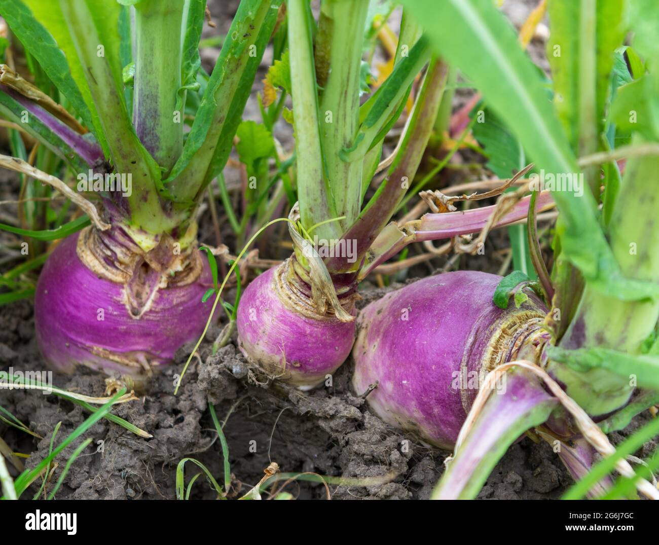 radis de ferme bio dans le sol. Gros plan de radis sur un lit de jardin. Les navets violets récoltent dans un verger dans des usines de radis de jardin urbain Banque D'Images