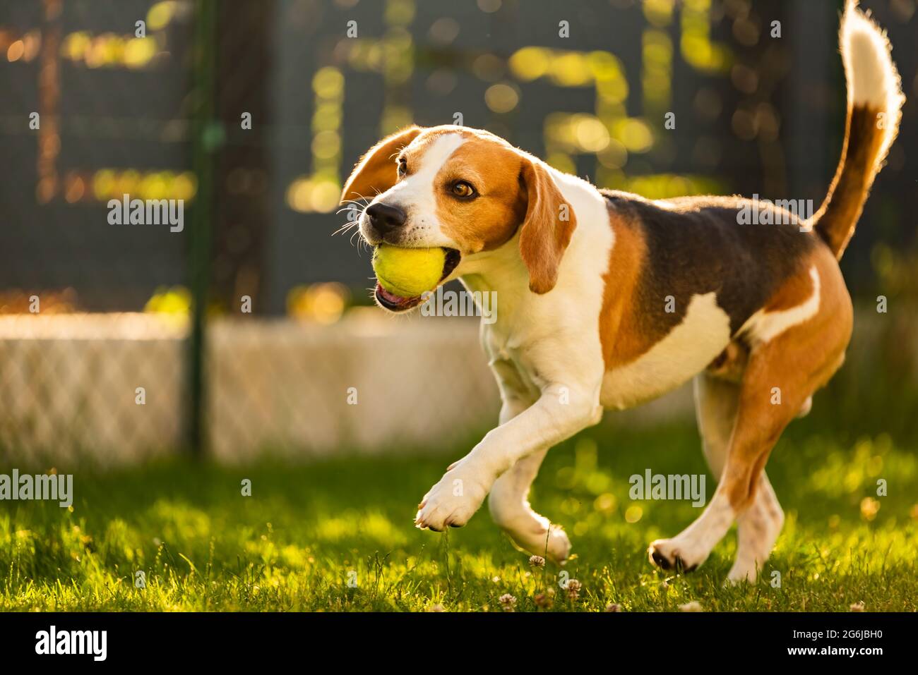 Chien Beagle in jardin extérieur courir et sauter avec ball Banque D'Images