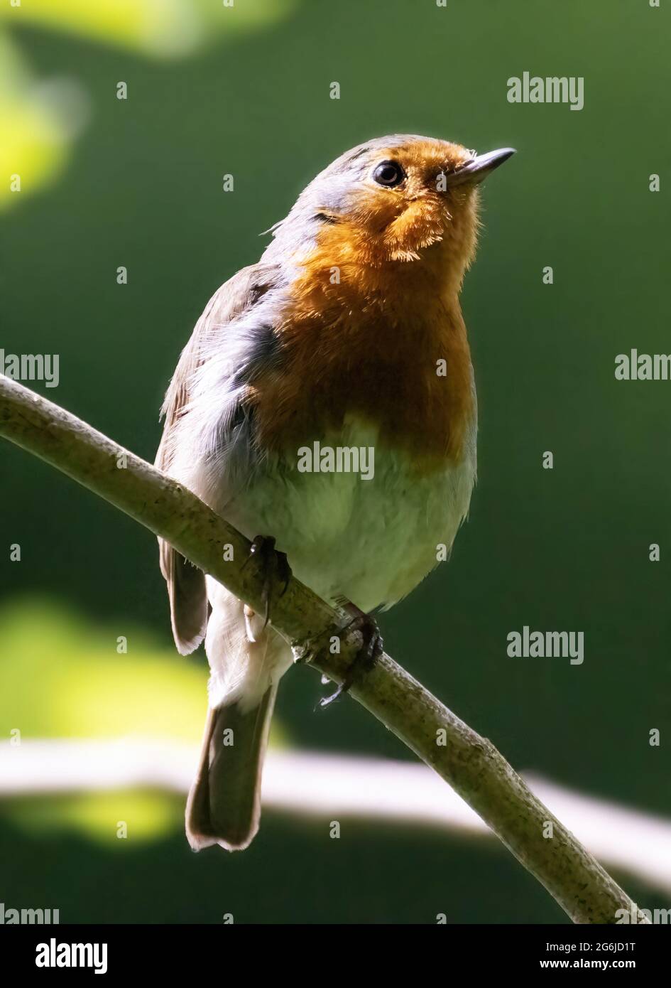 Robin adulte, ou Robin européen, erithacus rubecula, perchée dans un arbre, Suffolk UK Banque D'Images