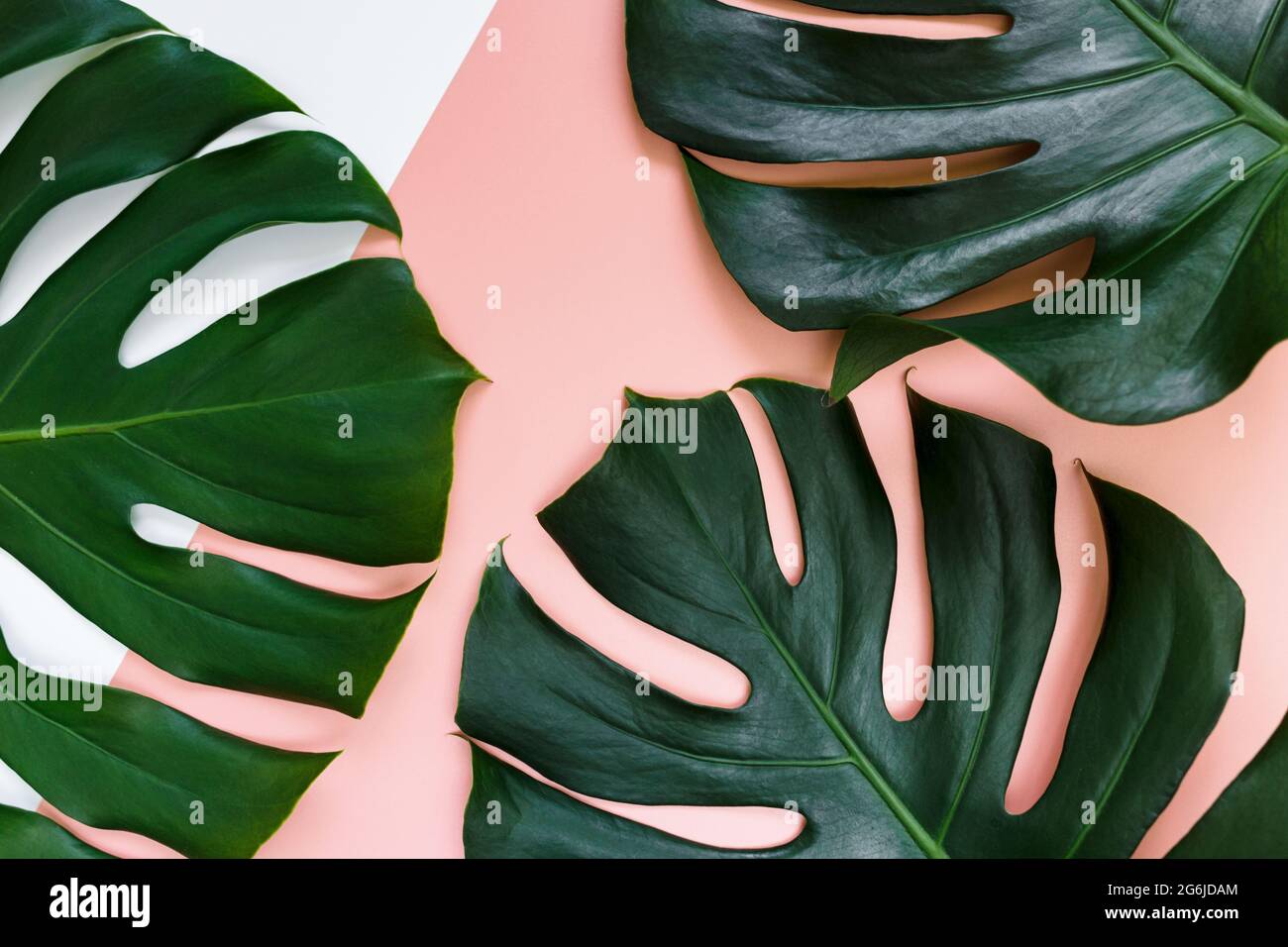 Feuille de palmier vert tropical sur fond vert rose. Monstera laisse maquette, modèle. Arrière-plan de la mode d'été. Banque D'Images
