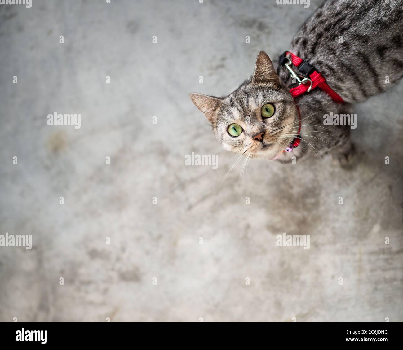 Animal domestique chat portant un collier et un harnais pour une promenade, regardant dans la caméra. Banque D'Images