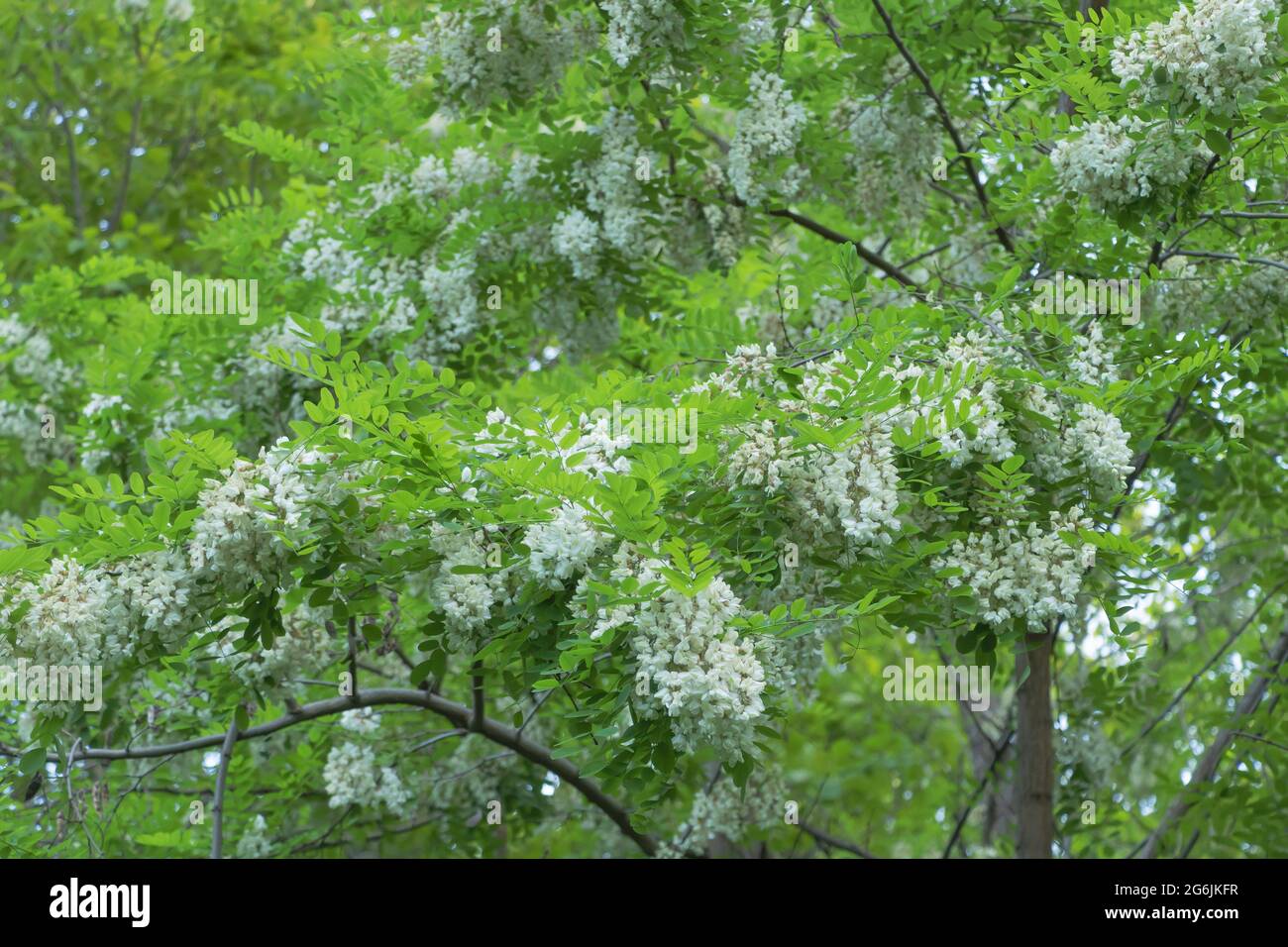 Gros plan de fleurs d'acacia sur un arbre. Banque D'Images