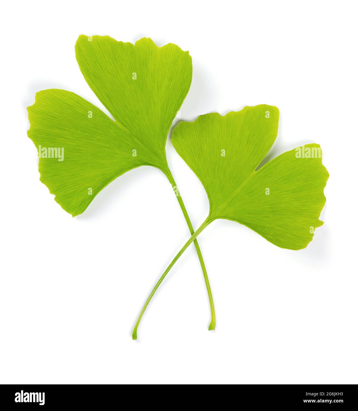 Deux feuilles de ginkgo vertes, l'une au-dessus de l'autre, sur fond blanc. Ginkgo biloba, aussi gingko ou maidenhair, symbole officiel de Tokyo. Banque D'Images