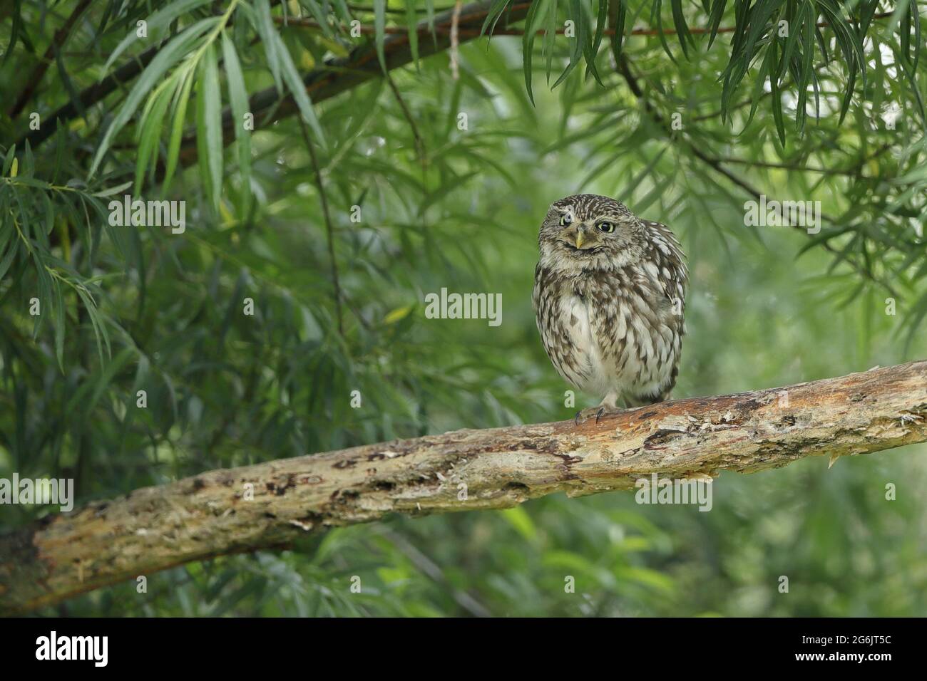 Le petit hibou, également connu sous le nom de hibou d'Athéna ou hibou de Minerva, est un oiseau qui habite une grande partie des régions tempérées et chaudes de l'Europe. Banque D'Images