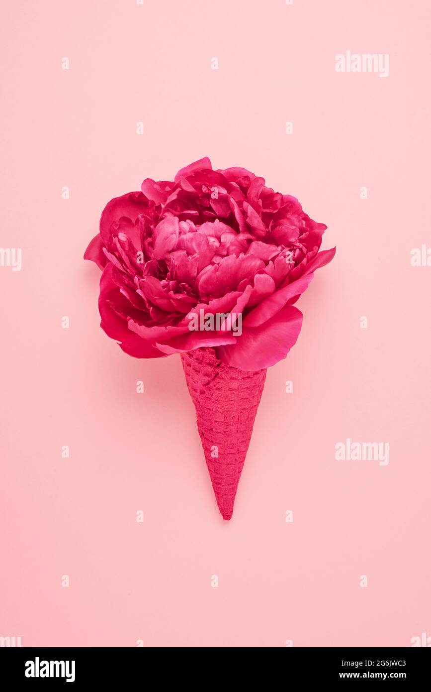 Fleur de pivoine rose dans un cône de glace rose gaufré sur fond rose. Fête des mères, Saint Valentin, Bachelorette, concept d'été. Copier l'espace, top vie Banque D'Images