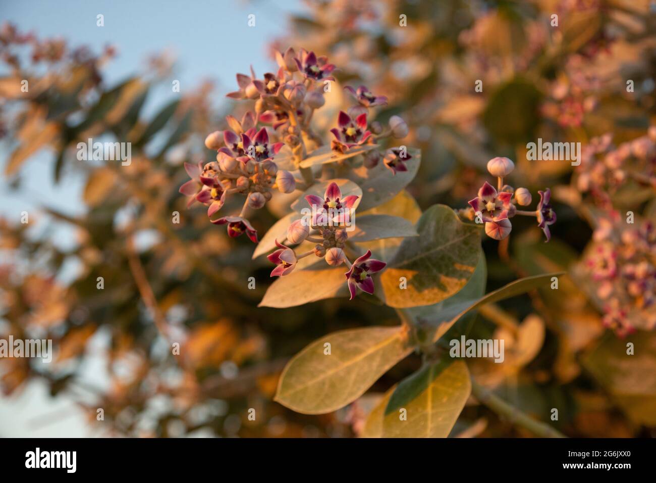 Feuilles Naturelles De Calotropis Procera (Pomme De Sodome) – Sri Lanka, Bio