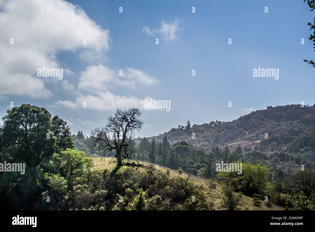 Vue sur les montagnes et la vallée de Santa Cruz depuis la réserve de Monte Bello (Los Altos), ciel bleu vif, lumière douce, arbre sans feuilles au premier plan Banque D'Images