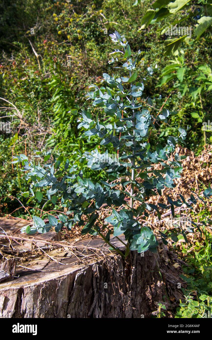 Une petite branche verte pousse à partir de la souche d'un arbre haché Banque D'Images