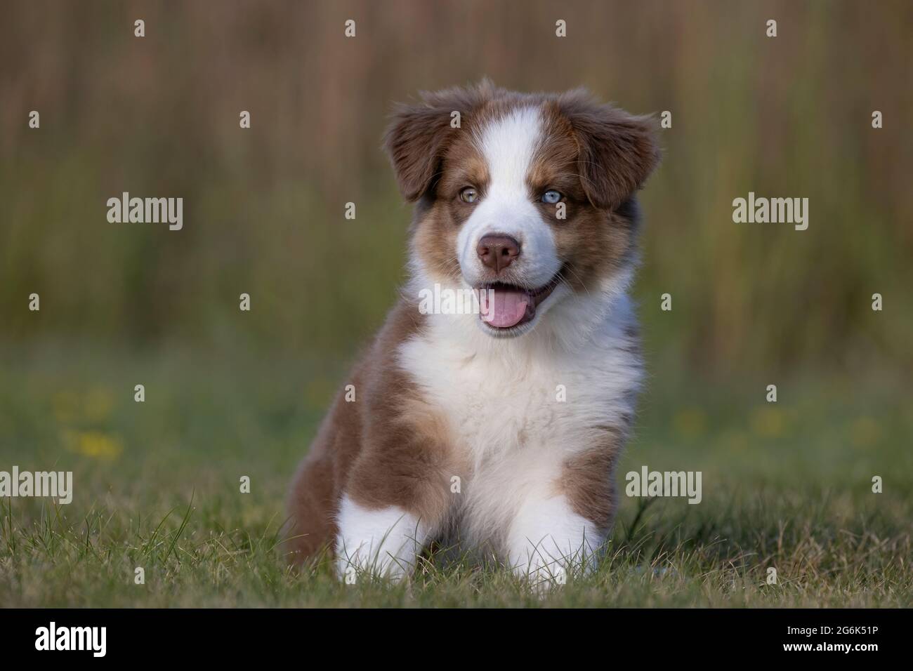 Chiot berger australien Banque D'Images
