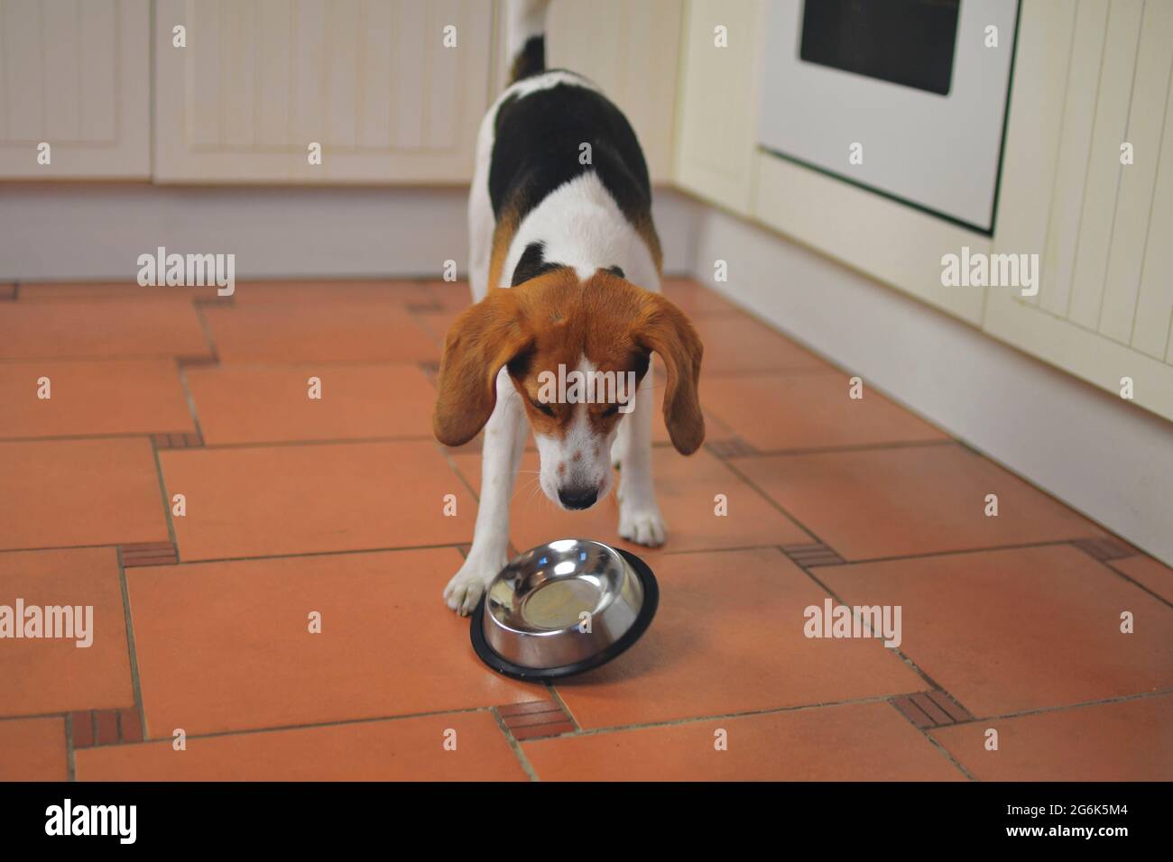 Joli chien Beagle regardant un bol pour chien vide. Chien et bol volant affamés Banque D'Images