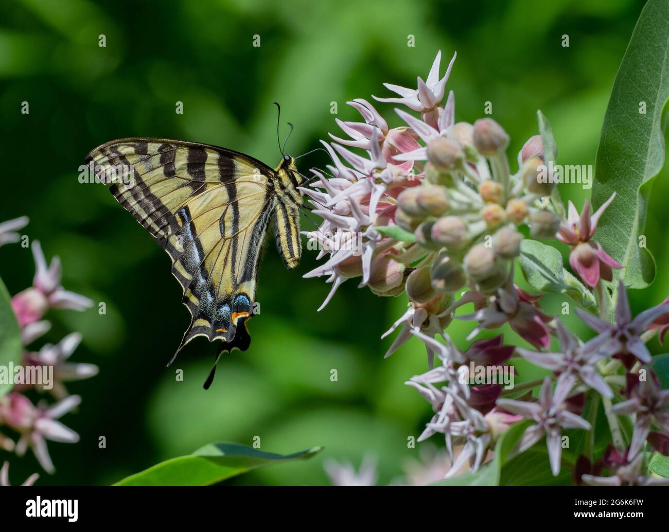 Papillon à queue de cygne occidental sur fleurs sauvages de laitoued (Papilio rutulus) Banque D'Images
