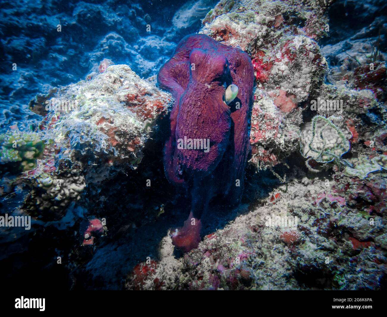 Poulpe de marron, comme un marin avec un tuyau incliné sur le coude sur le corail, au fond de l'océan Indien Banque D'Images