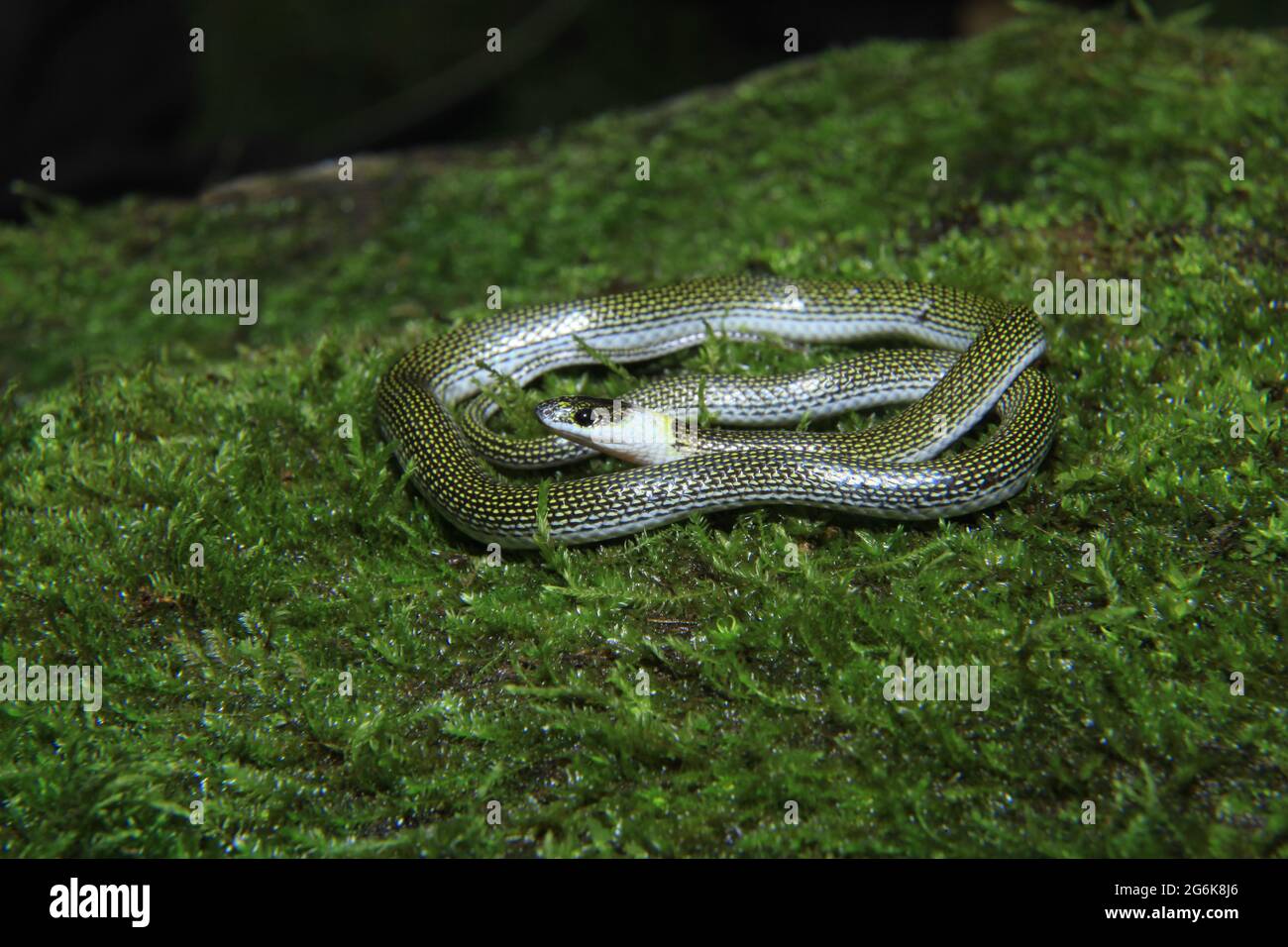 Serpent à loup à deux points, Lycodon jara, Assam, Inde Banque D'Images