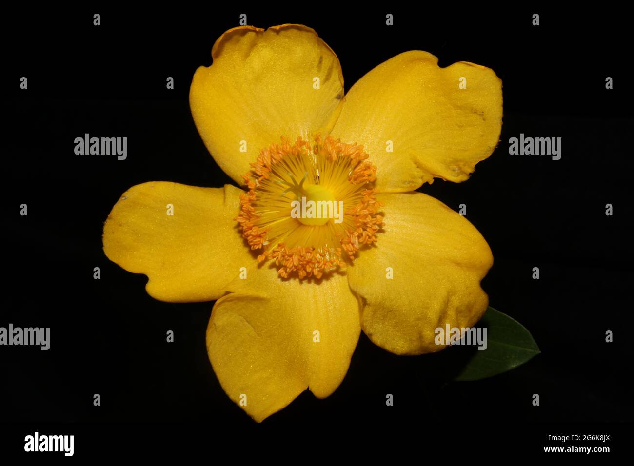 Fleur jaune gros plan fleur fond botanique haute qualité grand format imprimé Banque D'Images