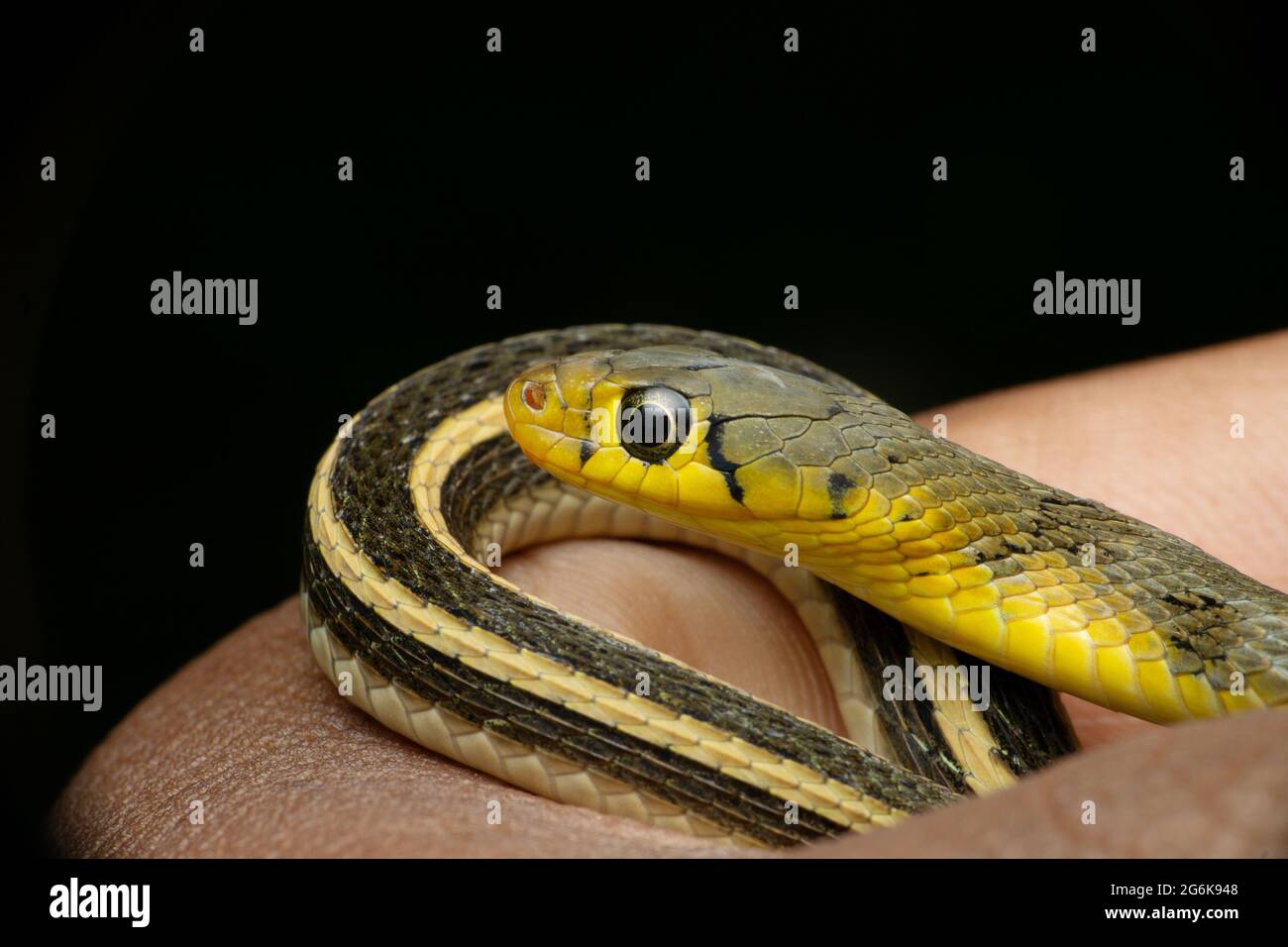 Bandes de tête et de corps de chamois rayés dos-de-keelback, Amphiesma stolatum, Satara, Maharashtra, Inde. Banque D'Images