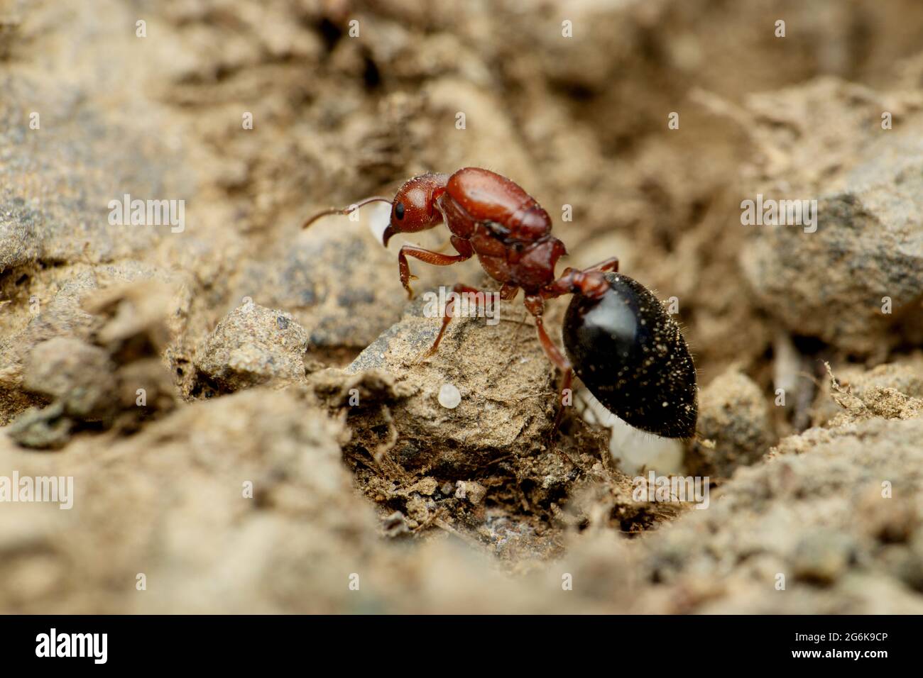 Queen Carpenter Ant, Camponotus sayi, Satara, Maharashtra Inde Banque D'Images