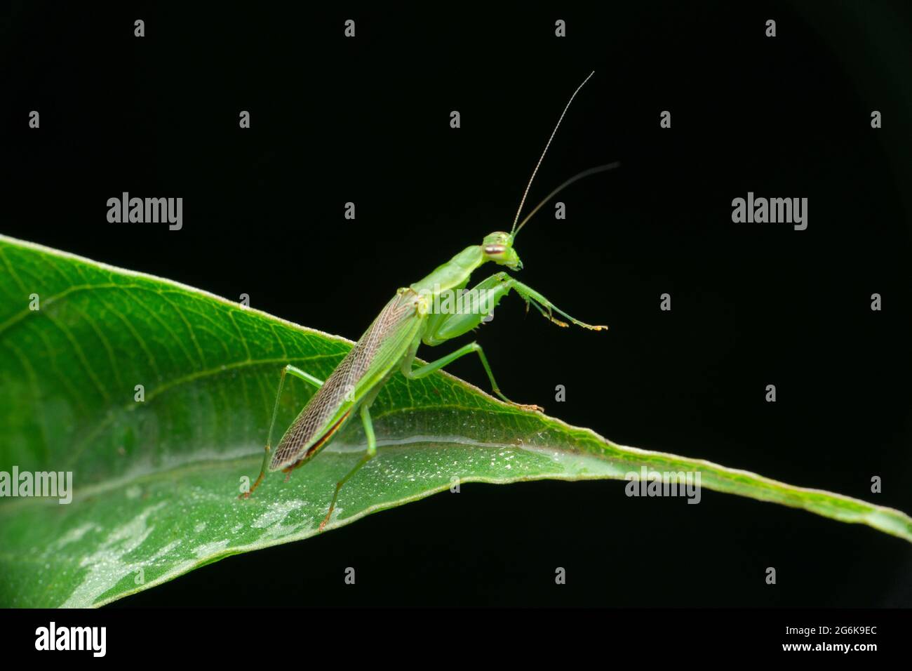 Vue latérale de Fleur Mantis, Odontomantis pulchra, Satara Maharashtra Inde Banque D'Images