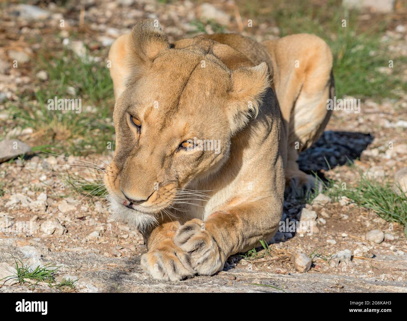 Portrait d'une jeune lionne dans le parc national de Chobe, Botswana Banque D'Images