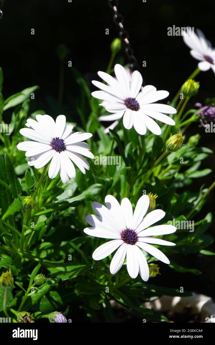 ostéospermum daisybuissons plante de jardin en pot au printemps Banque D'Images