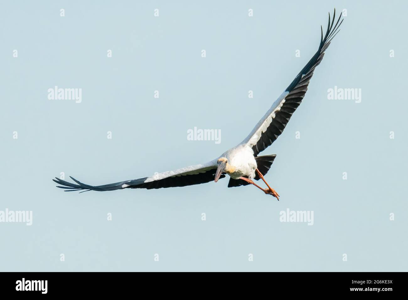 Asian Openbill Stork qui s'étend ses ailes en vol Banque D'Images