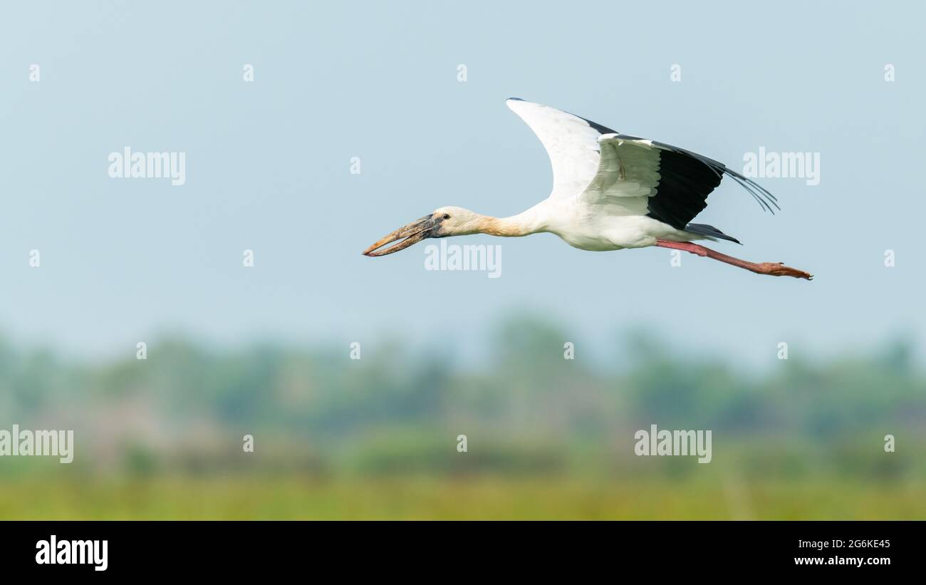 Asian Openbill Stork en vol étirant ses ailes Banque D'Images