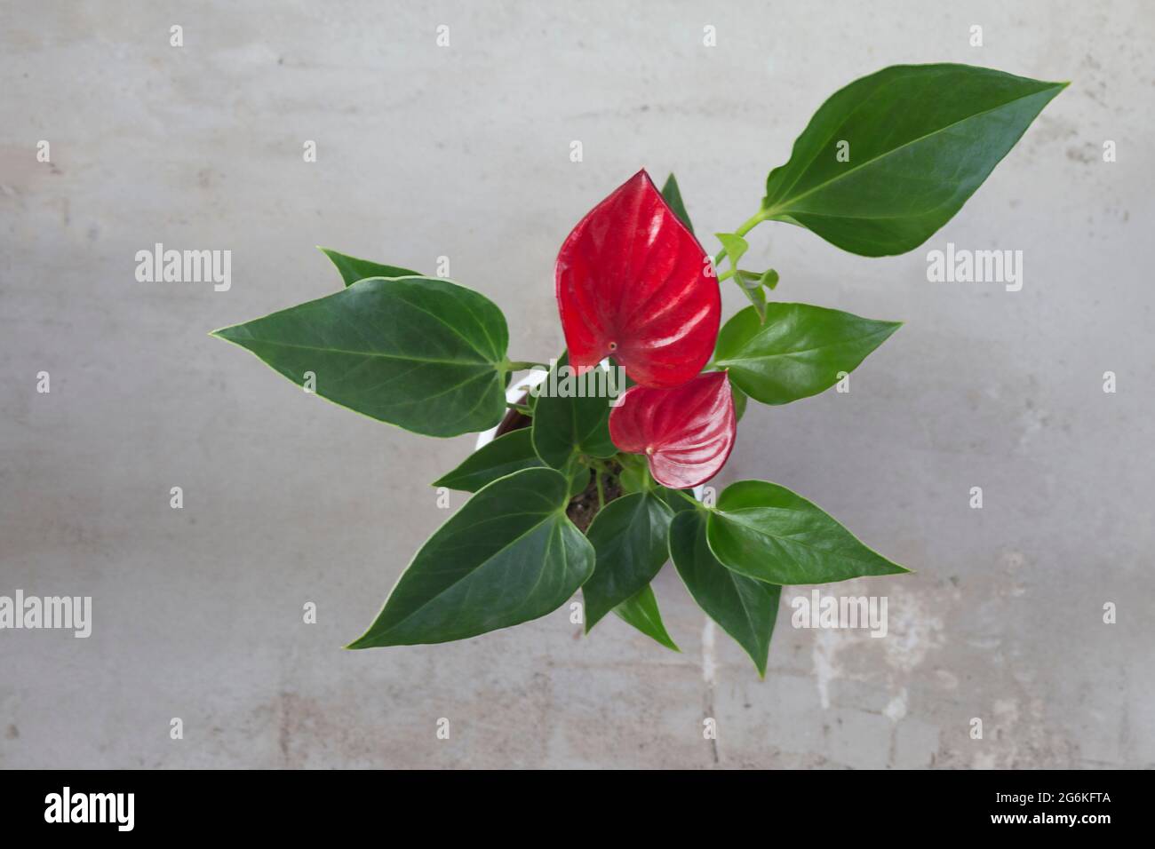 Plante de maison rouge Anthurium andreanum sur fond gris. Pose à plat. Jardinage à la maison Banque D'Images