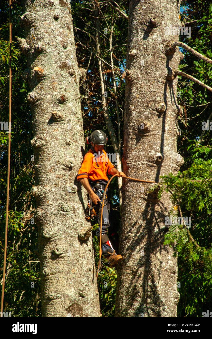 Bunya Pines, Araucaria bidwillii, étant enlevé en raison de la maladie et du danger de chute. Malanda Queensland Australie. Banque D'Images