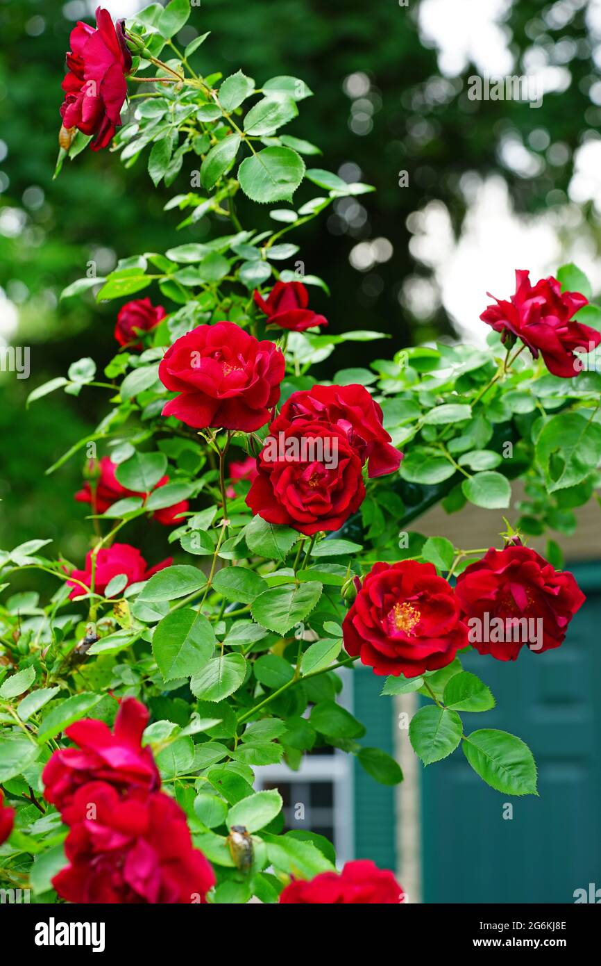 Rose grimpant rouge dans le jardin de printemps Banque D'Images