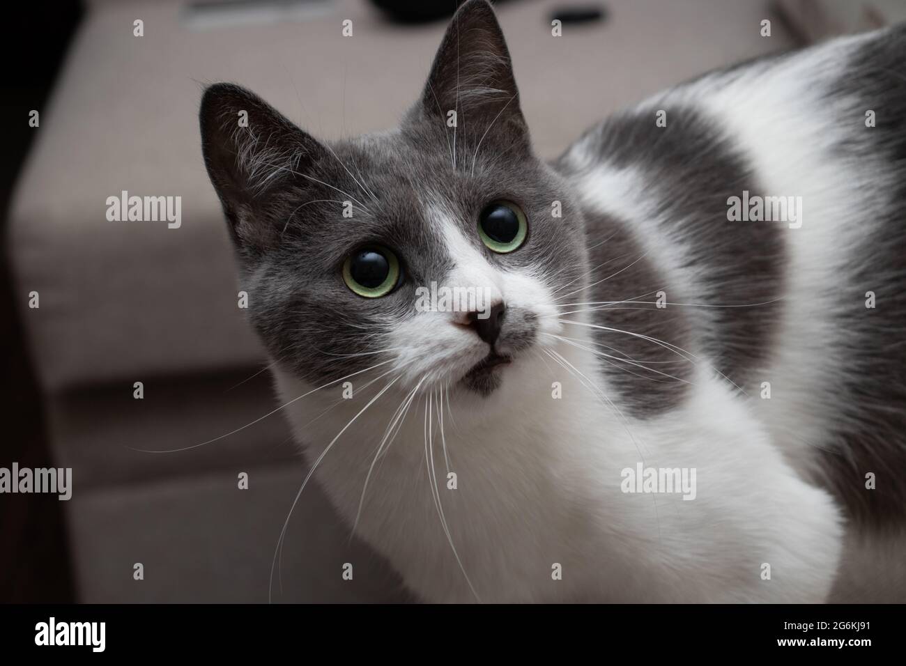 Portrait de chat surpris. Drôle de chat curieux avec de grands yeux. Banque D'Images
