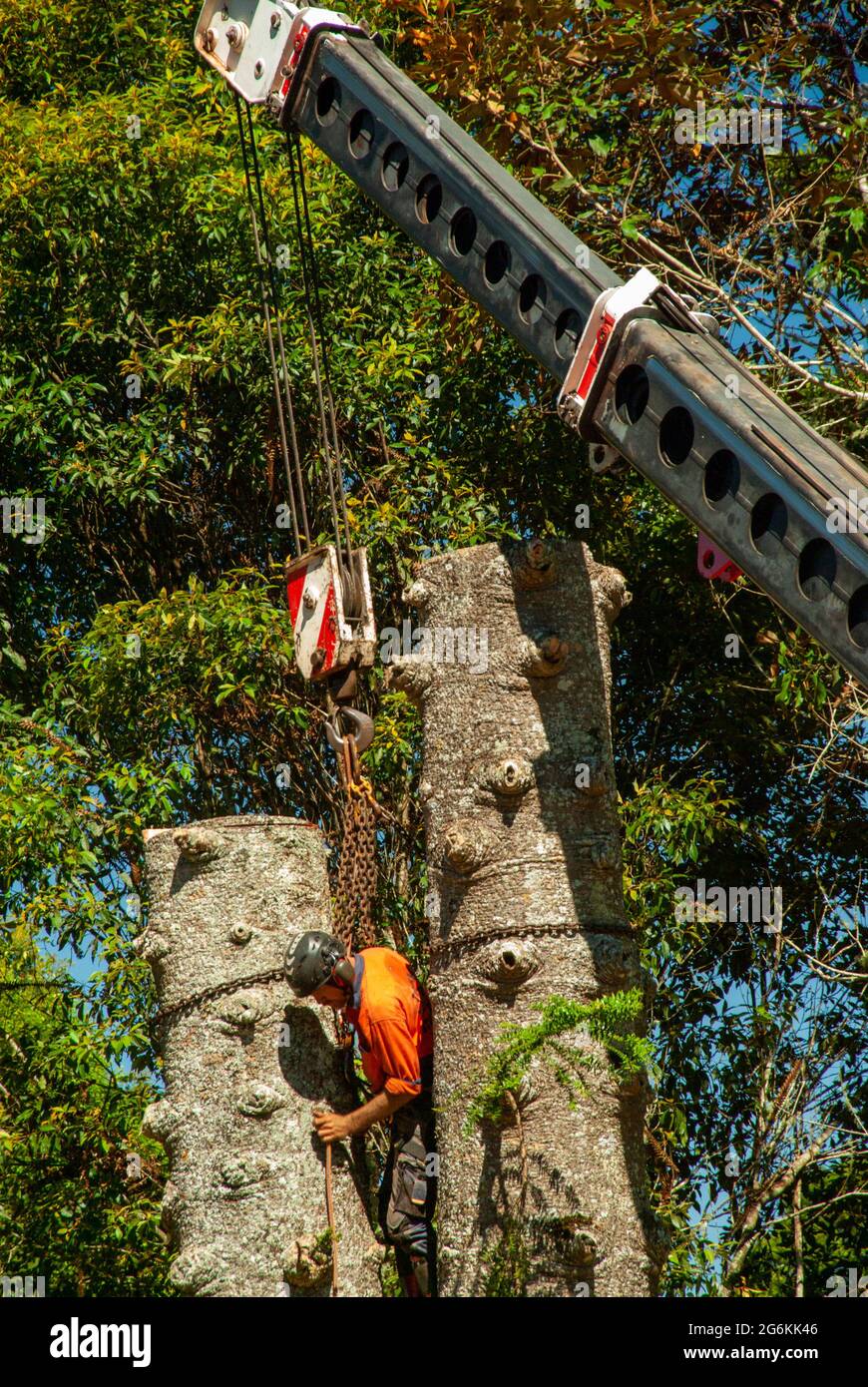 Bunya Pines, Araucaria bidwillii, étant enlevé en raison de la maladie et du danger de chute. Malanda Queensland Australie. Banque D'Images
