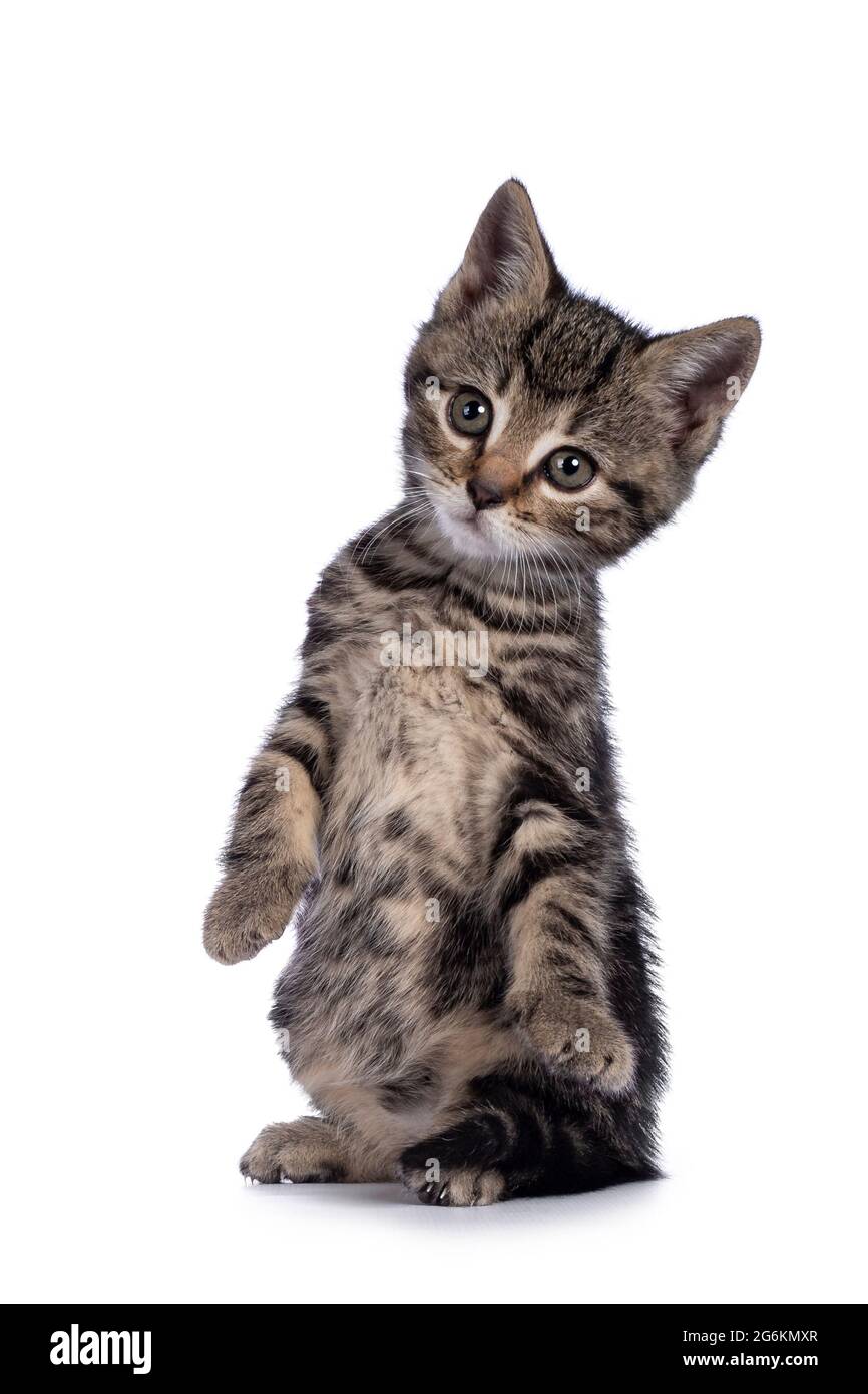 Doux petit chaton brun maison chat, assis sur des pattes arrière comme meerkat. En regardant vers l'appareil photo. Isolé sur un fond blanc. Banque D'Images