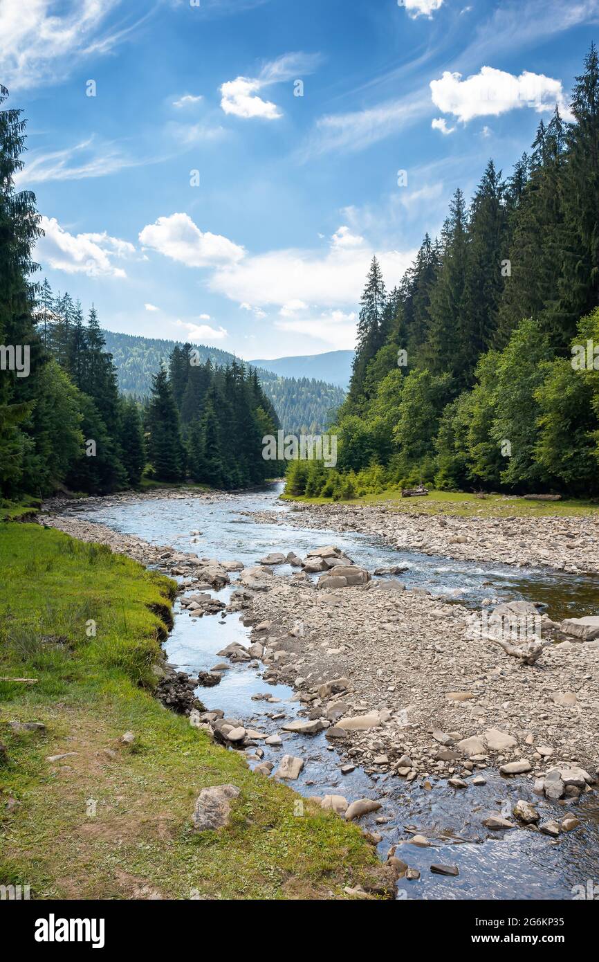la rivière de montagne traverse une vallée boisée. paysage de campagne par jour d'été. arbres et pierres sur la rive. problème écologique avec faible ammount de w Banque D'Images