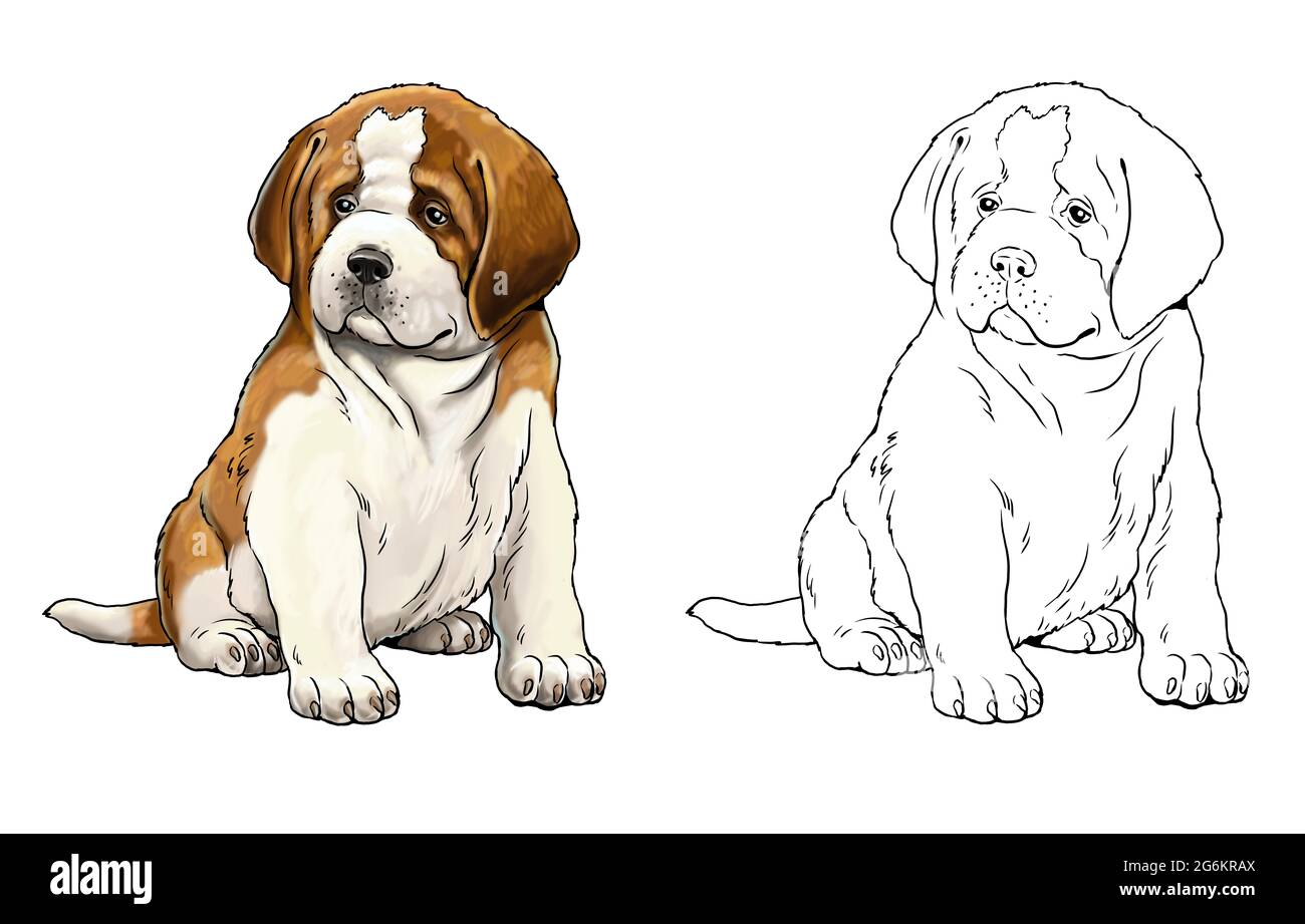 Livre de coloriage Saint Bernard. Chiens mignons chiot. Modèle de coloriage. Illustration numérique. Banque D'Images