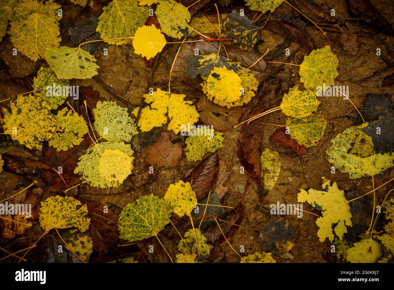 Détail de quelques feuilles aux couleurs automnales dans les forêts de Montnegre (Vallès Oriental, Barcelone, Catalogne, Espagne) Banque D'Images